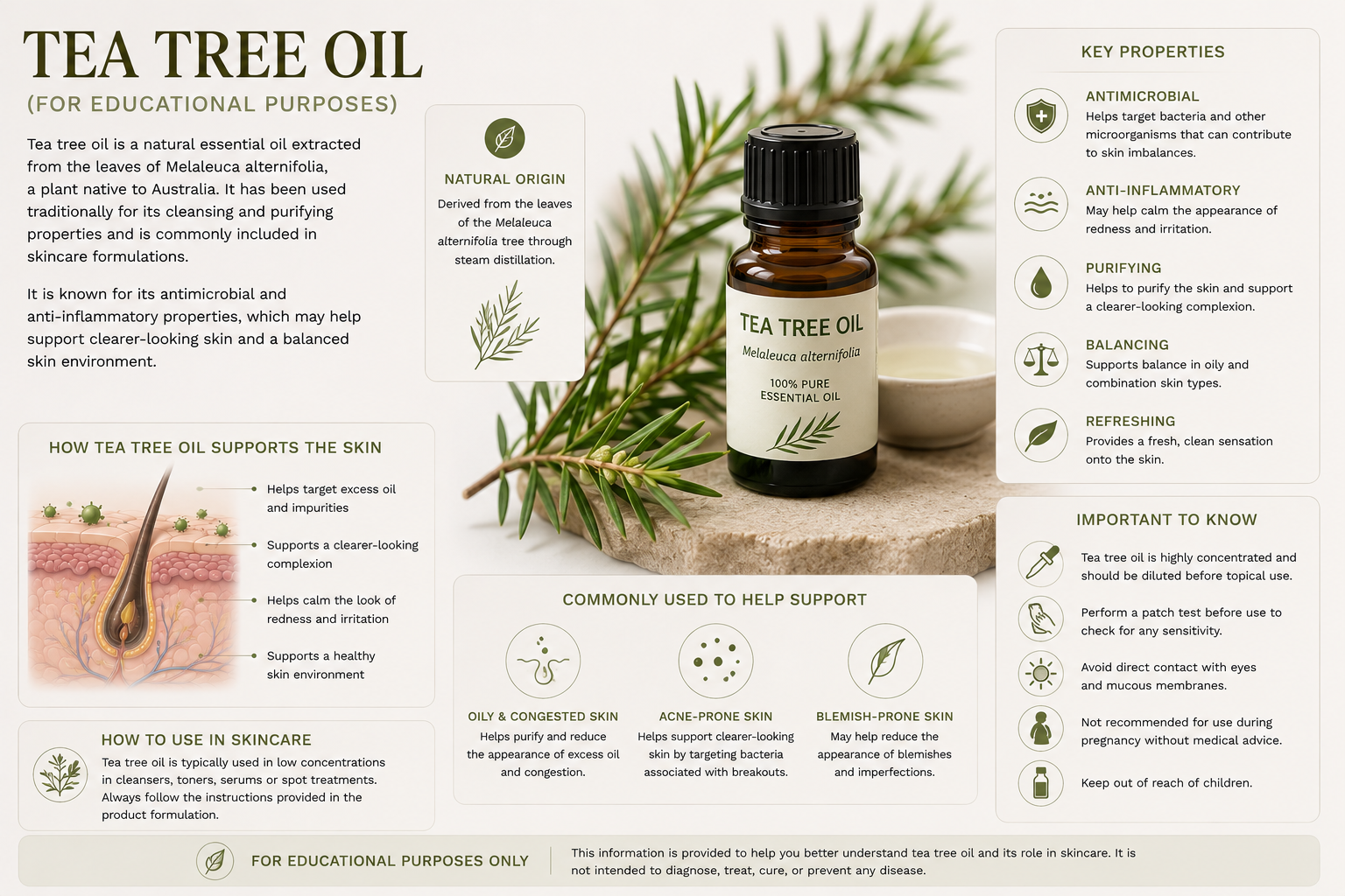 Tea Tree Oil botanical illustration